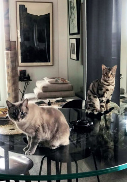 Timless Harmony # Harmonie intemporelle